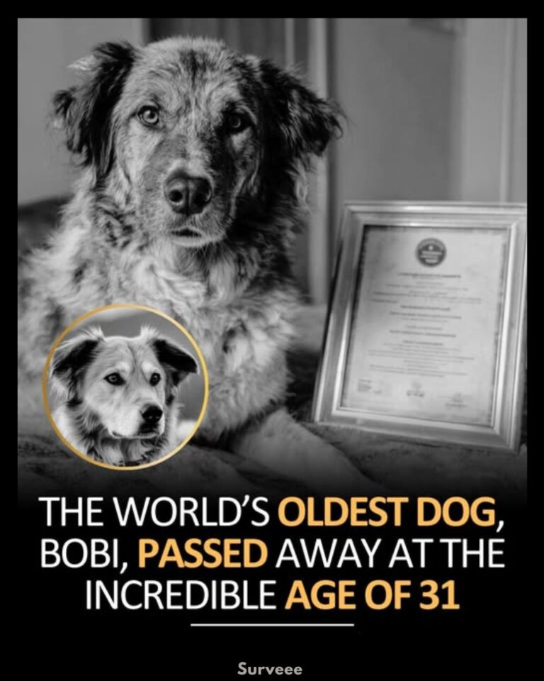Bobi, the world’s oldest dog, passed away at the remarkable age of 31