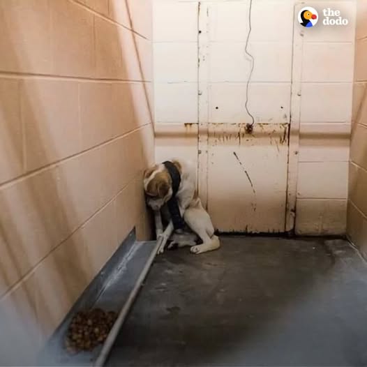 Neglected Dog Was So Scared He Wouldn’t Let Anyone Comfort Him