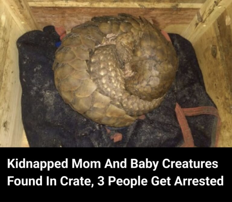 Kidnapped Mom And Baby Creatures Found In Crate, 3 People Get Arrested