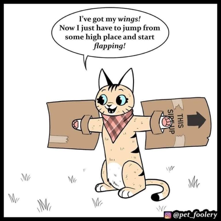 Pixie have got New wings😍😍