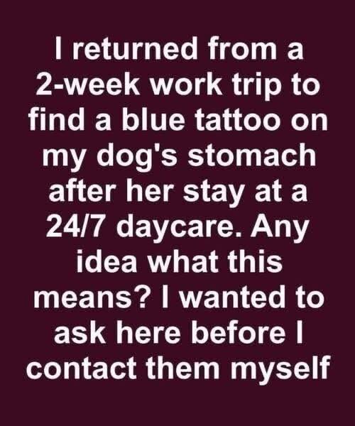 I Picked Up My Dog from a 24/7 Daycare