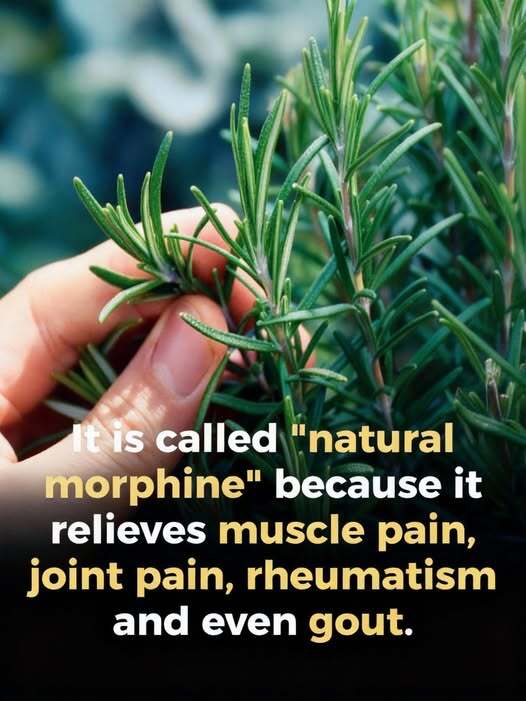 The Powerful Benefits of This Time-Tested Herb for Older Adults