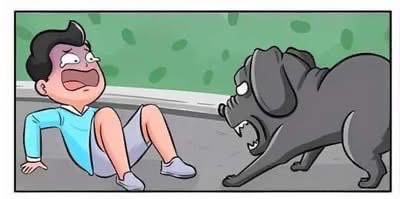 Cat and dog fight